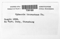 Sphaeria incrustans image